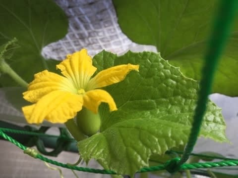 家庭菜園 メロン栽培 今朝 大きな花が咲きました 四国の田舎気温は30 以上 Hanacafe こだわり野菜派