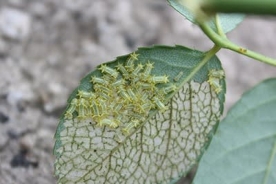 バラの超危険な害虫 イラガ 注意報 小さな庭の小さな幸せ チャッピーのバラ庭より バラの超危険な害虫 イラガ 注意報 小さな庭の小さな幸せ チャッピーのバラ庭より