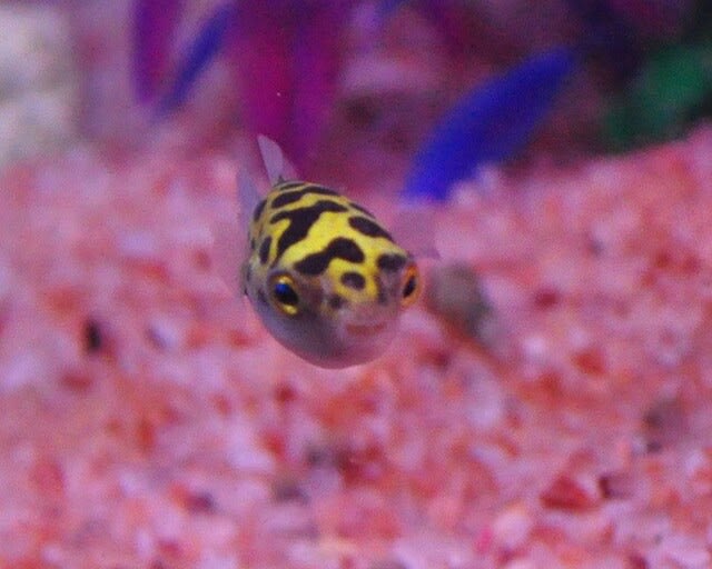 フグ のブログ記事一覧 アクアウィズのオススメ 熱帯魚
