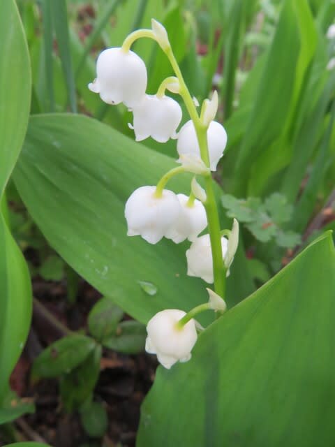 鈴のような小さな白い花でお馴染みの スズラン 春の花 21 31 野の花 庭の花