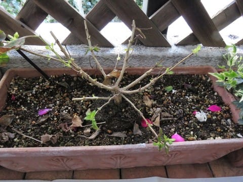 スーパーランタナ植え替え 私の小さな部屋