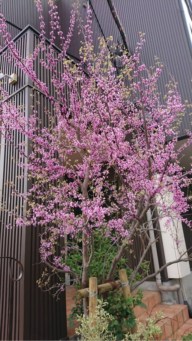75 アメリカ ハナズオウ 最高の花の画像