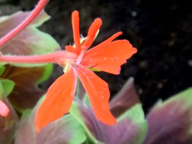 モミジバゼラニウム