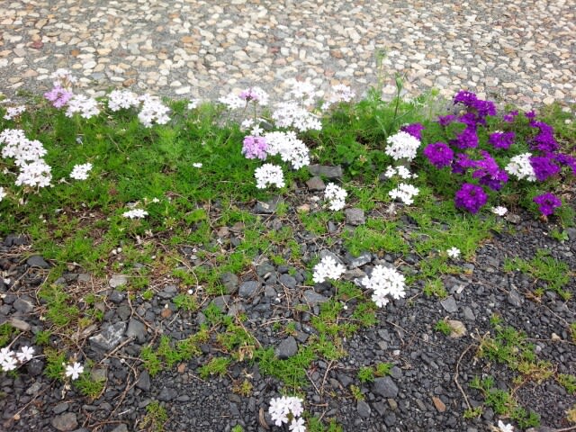 ５月 花 いっぱいグランドカバー 雑木と宿根草とクレマチスの小さな庭づくり