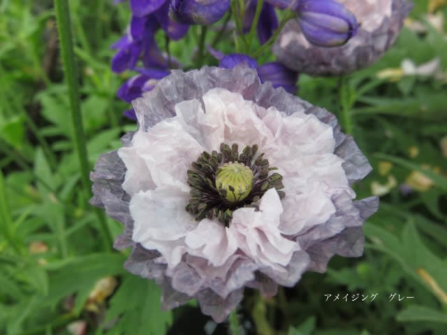 ポピー アメイジング グレー 6月のお花その8 バラに恋 2