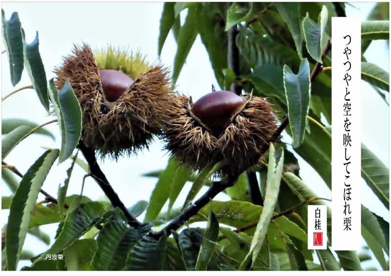 みのり／丹波栗 詩と短歌集／photo poem 雪割一華（ゆきわりいちげ）