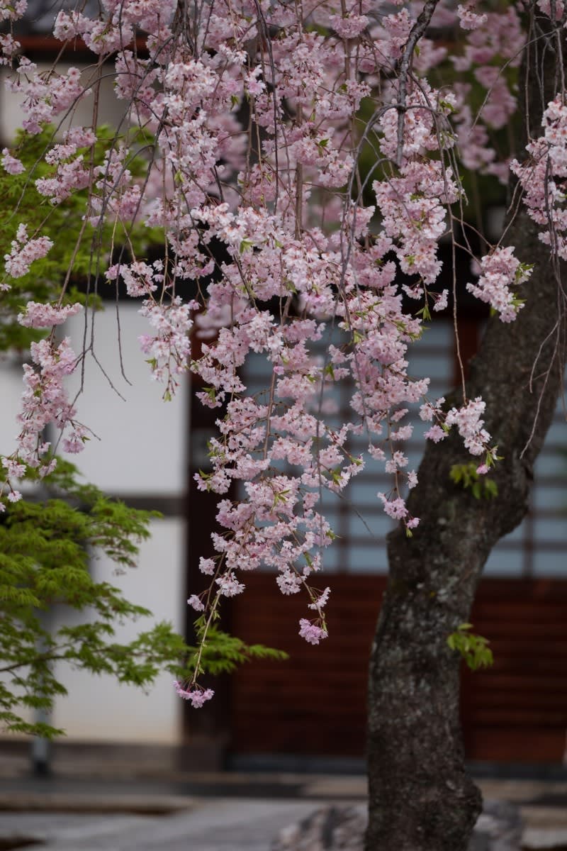 2018年桜の京都 大應寺の壁紙 計8枚 壁紙 日々駄文