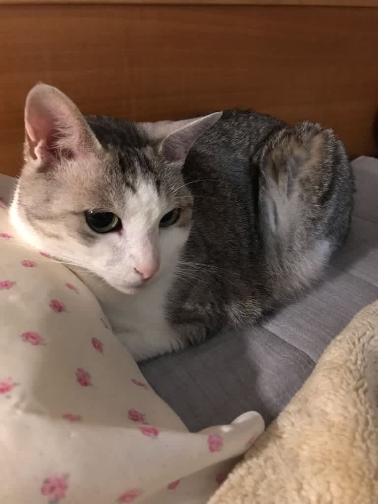 猫の癒しパワー Cocoroコロコロ 猫の癒しパワー Cocoroコロコロ