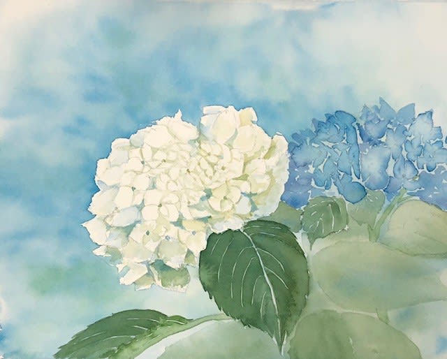 白い紫陽花 La Paix 平和 長崎 フランス額装 透明水彩画