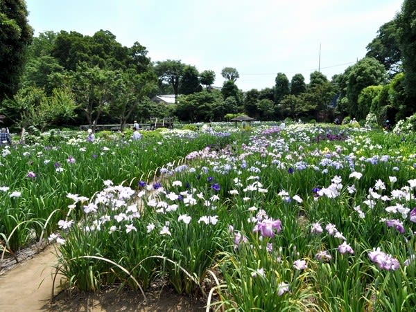 さいたま市の染谷花しょうぶ園は 穴場でした 花の公園 俳句 ｉｎｇ