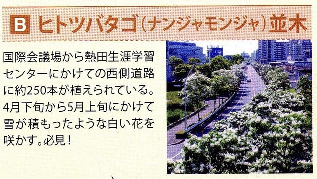 18 4 29 ブログ 名古屋市熱田区のなんじゃもんじゃの花と白鳥公園の花を撮りにいきました ホワイトパパ60 18 4 29 ブログ 名古屋市熱田区のなんじゃもんじゃの花と白鳥公園の花を撮りにいきました ホワイトパパ60