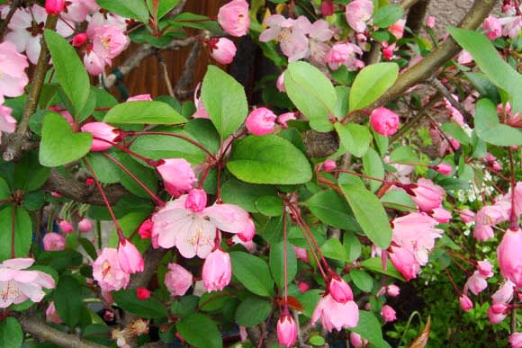 海棠桜 かいどうさくら 日々好日