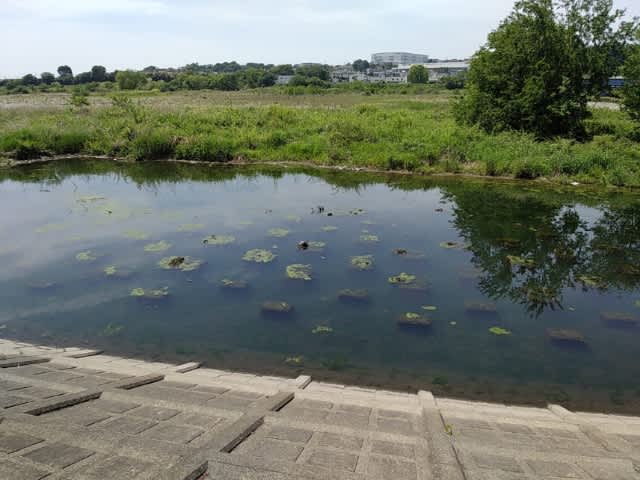 21年度 相模川の遡上鮎調査 2流釣り師のブログ 21年度 相模川の遡上鮎調査 2流釣り師のブログ