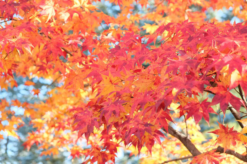 年10月末 帯広 真鍋庭園の紅葉 北海道美術ネット別館