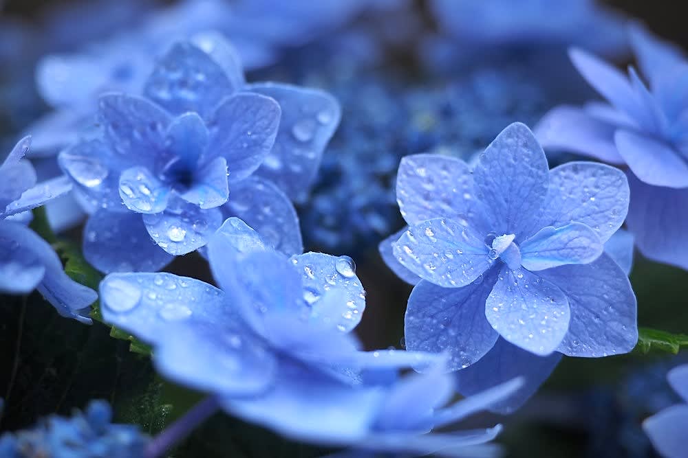 青い花と水滴 へそまがり姫 あっちこっち