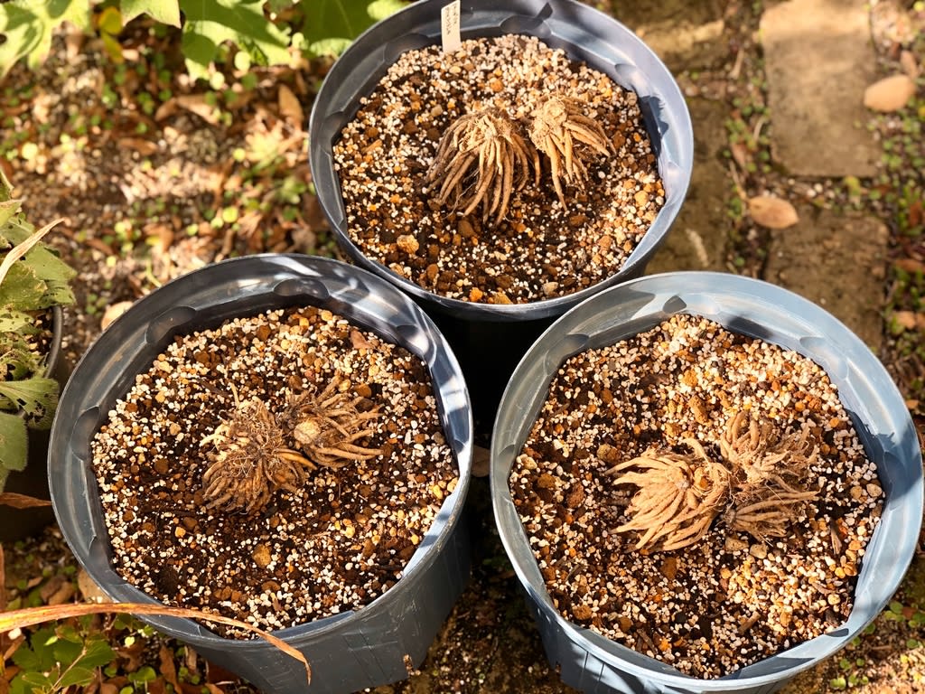ラナンキュラスラックスアリアドネの球根植え付け 雑木と宿根草とクレマチスの小さな庭づくり