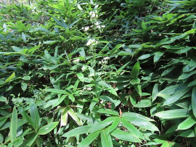 高ボッチ高原・鉢伏山で最近咲いている花　アケボノソウ（曙草）