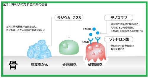 ランマーク デノスマブ 癌の骨転移に有効な分子標的薬 骨密度を補う治療薬 プラリア 顎骨壊死の例 歯の治療を優先して 骨修飾薬を適切に使う デノタス チュアブル錠も てらまち ねっと