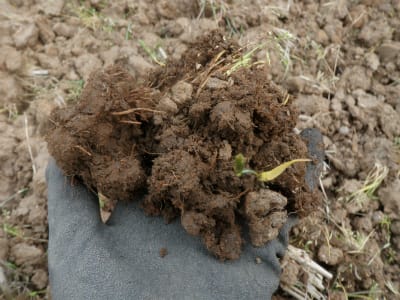 重粘土 田畑 の畑化について 無農薬 自然菜園 自然農法 自然農 で 自給自足life 持続可能で豊かで自然な暮らしの分かち合い