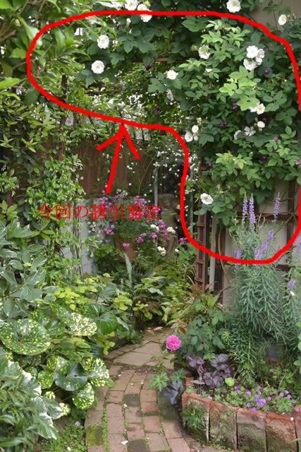 オールドローズの誘引剪定 アルバ セミプレナ 半つるサイズ 小さな庭の小さな幸せ チャッピーのバラ庭より