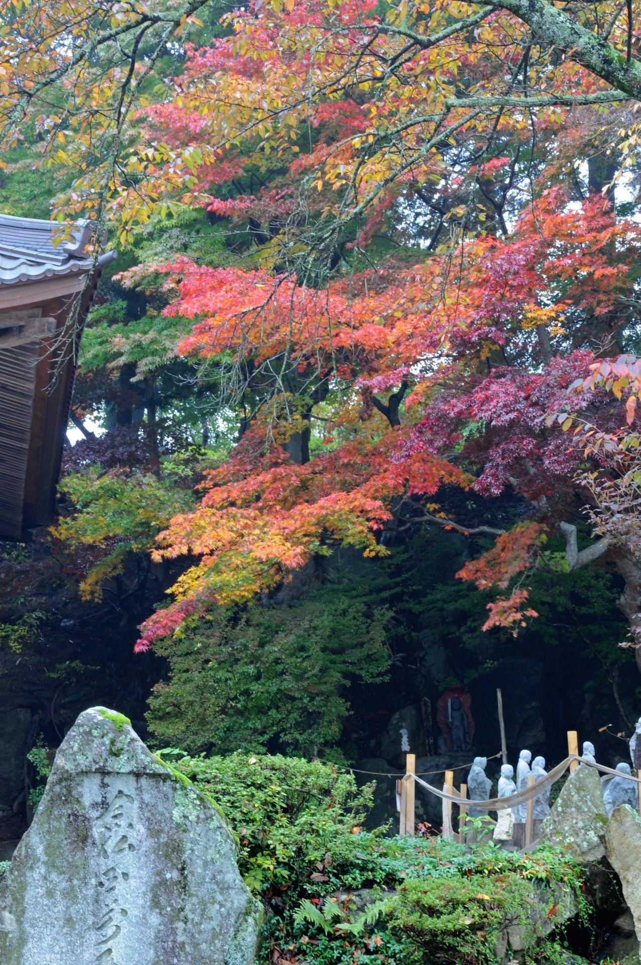 只今紅葉真っ盛り！の画像