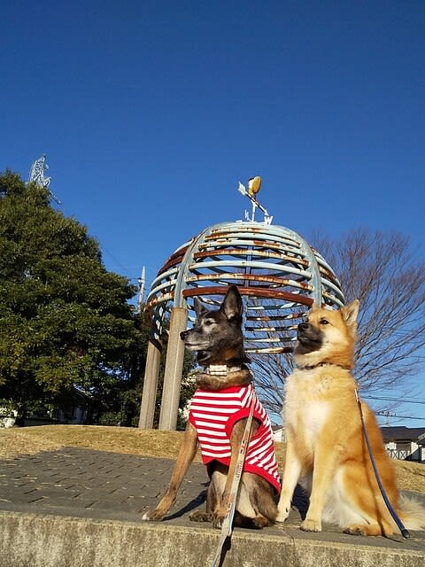 犬サプリ 風愛ちゃん効果 あったかな ペッツプラスのモニター 雑種犬 風 ふう のひとりごと