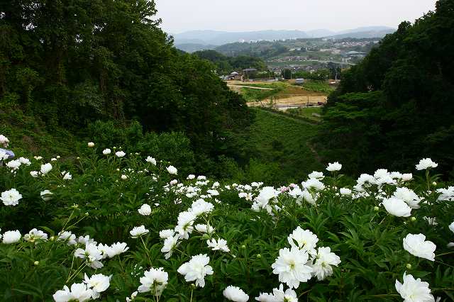 芍薬 金沢大学薬用植物園 八重のドクダミ白雪姫 金沢から発信のブログ 風景と花と鳥など