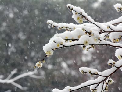 新しき 年 の 初め の 初春 の 今日 降る 雪 の いやし け 吉事