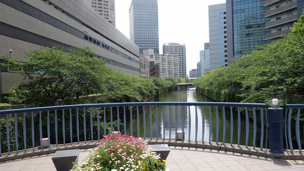 目黒川散歩 大崎から恵比寿 ありゃりゃサンポ 目黒川散歩 大崎から恵比寿 ありゃりゃサンポ