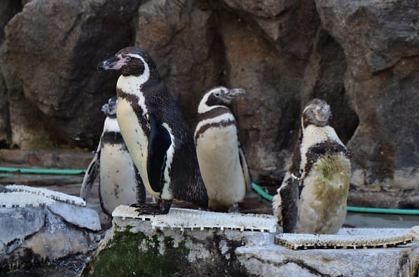 秋の水族館 １ ペンギンとか カエサルの世界