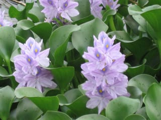 ウォーターヒヤシンス 気になる植物たち