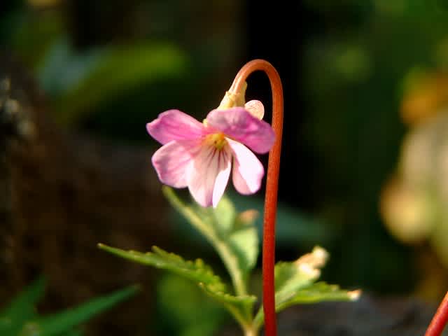 返り咲きの花と遅咲きの花 野山の香り