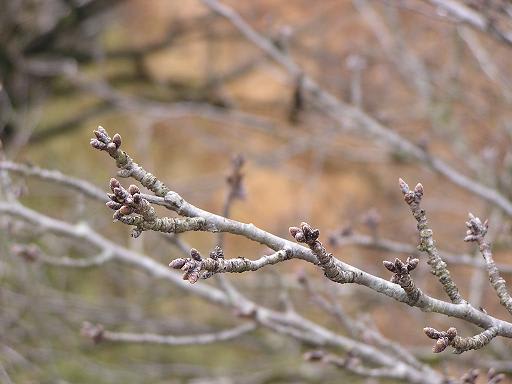 多摩湖 桜 多摩湖 桜
