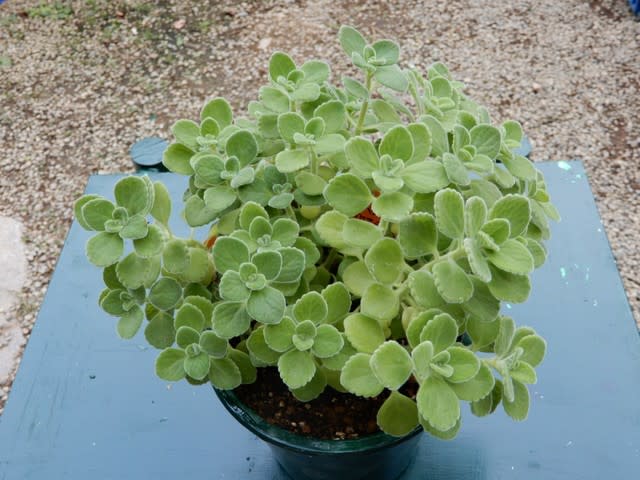 多肉植物 アロマティカス セダム類 植物大好き 出会い ときめき 癒し