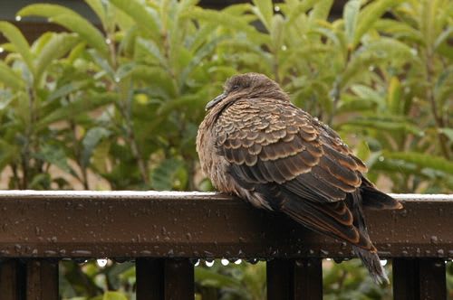 hato009.jpg: 雨に濡れるキジバト