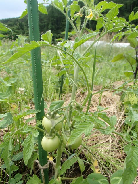 わき芽の芽かきで 根っこを育て 樹と実のバランスを調える 無農薬 自然菜園 自然農法 自然農 で 自給自足life 持続可能で豊かで自然な暮らしの分かち合い