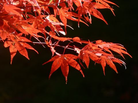 紅葉 元画像