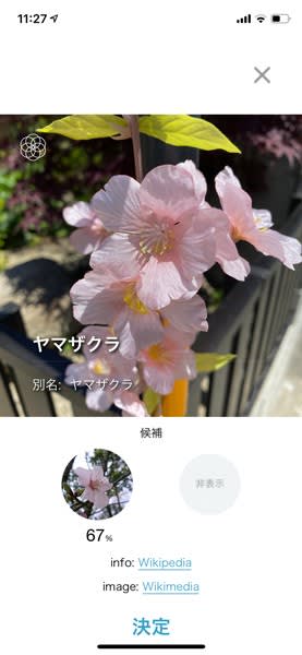 花の名前や種類を判定してくれるカメラアプリ 万華鏡