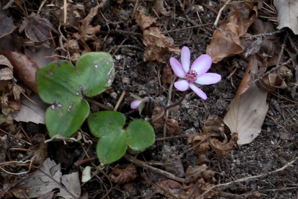 可憐に咲くミスミソウをテーマに季節の花めぐり 自然を求めて近辺ぶらり