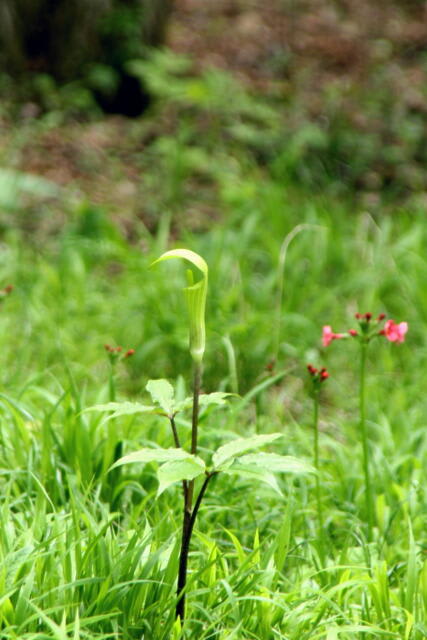 入笠山の花　　そのⅢの画像