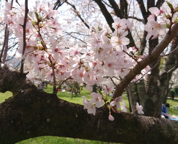 🌸🌸🌸お花見🌸🌸🌸 - 空や花