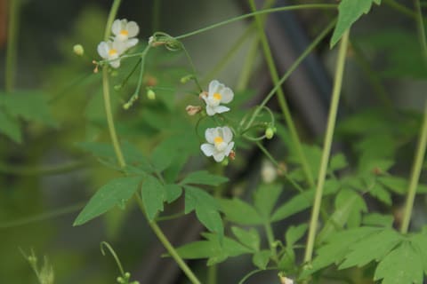 フウセンカズラの花 実 ハートマークのついた種 Granma のデジカメ写真日記 フウセンカズラの花 実 ハートマークのついた種 Granma のデジカメ写真日記
