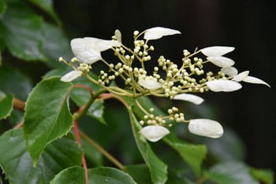 イワガラミの花