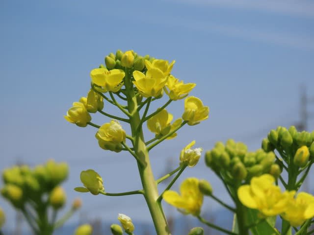 野菜の花　タイニーシュシュ