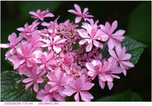 アジサイ 装飾花と両性花がピンクの色のアジサイ 弁天ふれあいの森公園へ散歩