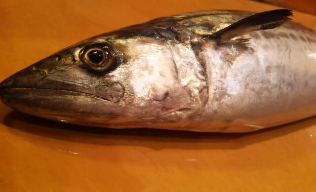 本日出世魚の サゴシ が入荷しました 寿司 吉村 おかみさん日記