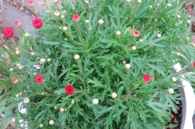 マーガレット復活 婆ちゃんねる マーガレット復活 婆ちゃんねる