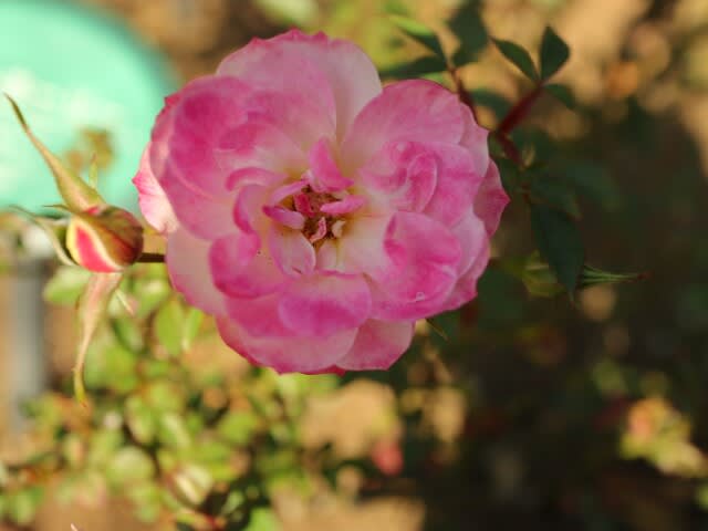 やさしいピンクのミニバラ プチ フォリー 秋バラ シリーズ 122 野の花 庭の花