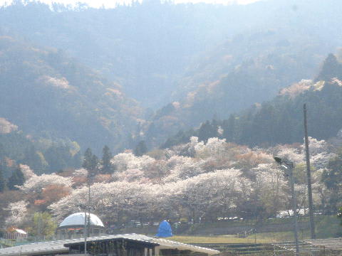 揖斐の山桜