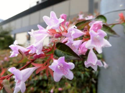 今日のお花 アベリア Toshibouの花便り